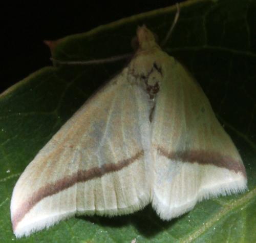 Rhodometra sacraria